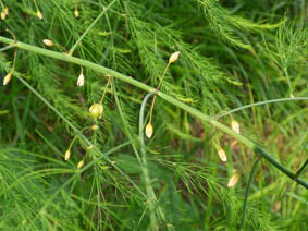 Asparagus officinalis